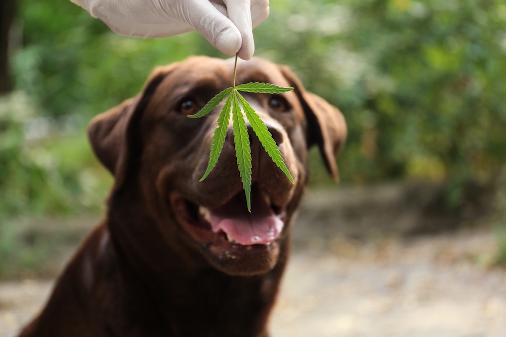 CBD oil Works In The  Body’s Of A Dogs